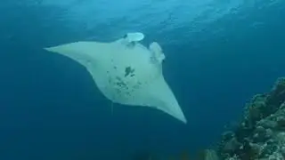 Extra Divers Virgin Cocoa: Sangalaki Manta Point