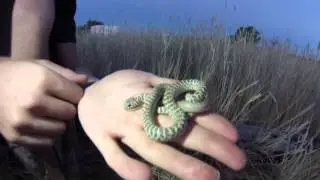 Yellow Bellied Racer (Juvie)
