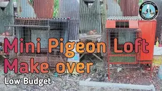 Maliit na Loft make over | Racing pigeon Mini loft make over