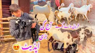 Farm Life + Qurbani Stock Update | برکت فارم کی تازہ صورتحال | Goat Farming Pakistan