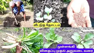 முள்ளங்கி வளர்ப்பு😍🥳விதைப்பு முதல் அறுவடை வரை🌱👌Mullangi Valarpu🤩How to grow Radish🌱🏕#shivyatimes