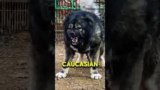🐕🔥 Топ-5 самых опасных пород охотничьих собак в мире 🌍 | #шорты