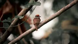 rapazinho-de-bon&eacute;-vermelho (Cyphos macrodactylus) / Chestnut-capped Puffbird.