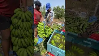 how to export🚛🚛banana 🍌🍌from india🇮🇳to Dubai 🇦🇪🇦🇪 #farming #shortsfeed #viral #agriculture