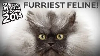 Colonel Meow - Longest Fur On A Cat! - Guinness World Records