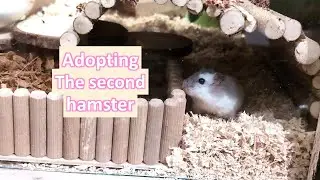 Adopting the second hamster -story time (cage, weird vet visit, health situation, name...)