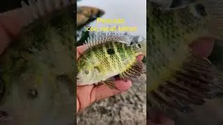 Fish with great defense against predators.