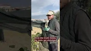 Avokado Ağacını &Ouml;ld&uuml;ren 3 Hata! 🚫