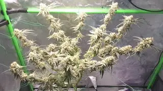 GMO&times;Zombie Kush before defoliation #cannabiseducation @RIPPERSEEDSTV @urbanremo 