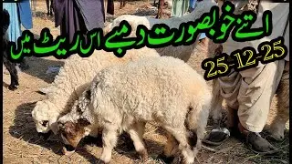 sheep market in pakistan  | 25 December 2025 Bakra Mandi update | | BY NADIR WINDER | #03072287700