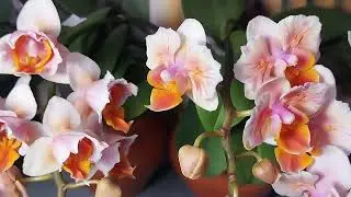 Все варианты цветения Yellow Shine Girl (Орхидеи Обнинск)