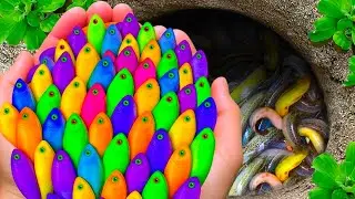 Catch Stunning Aquarium Fish In Huge Colorful Surprise Eggs, Glass Fish, Turtle, Koi, Guppy