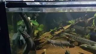 Predator Community Aquarium Feeding