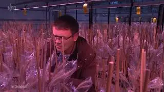 NDR: N3 Nordmagazin am 22.05.2020 | »Roggen: Getreide der Zukunft?«