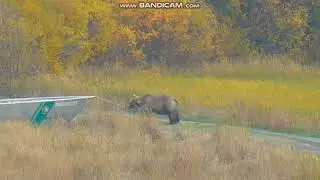 Bear sub adult 831 Salt LR Katmai Alaska Brooks Falls 2018 10 04