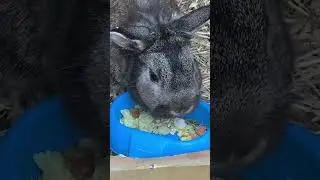 Browney eats fruit pellets #rabbit #bunnyhutch #bunny #rabbitcage #cute #rabbithutch