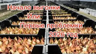 Выгонка. Первые сюрпризы.