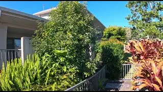 This Garden Was a Jungle  | Retirement Home Garden Cleanup