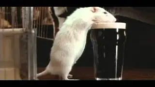 Мистер крыс [Rat, 2000] (Steve Barron)