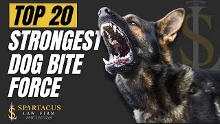 Top 20 Strongest Dog Bite Force: The Complete Guide