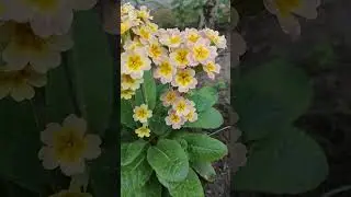 💛💚💛 Примула.