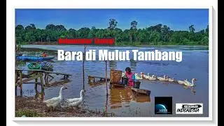 Bara di Mulut Tambang