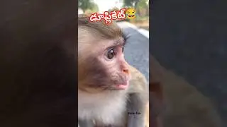 funny 😂#comedy#monkey #funny#shortsfeed #funnyshorts #ytshorts#fyp##dubbing #foryou #youtubeshorts