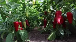 Potting pepper plants for winter