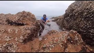赶海发现野坑大货乱窜，手臂粗的凶猛“鳗王”，阿文吓得脸都变色了