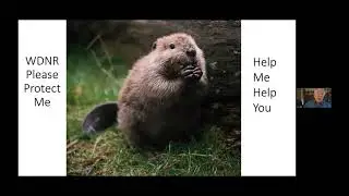 Hydrological Impact of Beaver Habitat Restoration