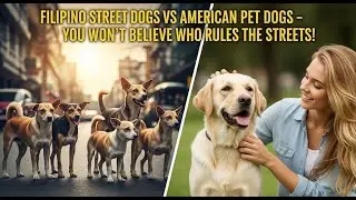 Filipino Street Dogs vs American Pet Dogs &ndash; You Won&rsquo;t Believe Who Rules the Streets!