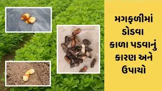મગફળીમાં ડોડવા કાળા પડે છે? જાણો કારણ અને અસરકારક ઉપાય | magfali | મગફળી | ડોડવાકાળાપડવાં