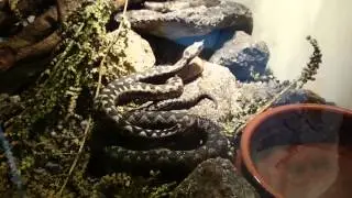 Long nosed viper males fighting