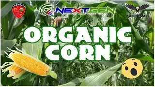 ORGANIC CORN FARM IN PHILIPPINES!
