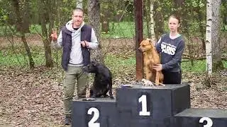 АПБТ Holy pit knl's Absolute Power (американский питбультерьер)