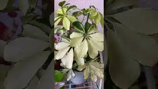 schefflera arboricola #umbrellaplant #houseplants #indoorplants #variegatedplants #plants