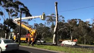 Emergency Tree Works - Citywide Service Solutions