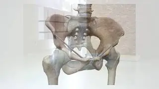 Jeudi Feldenkrais Ballet Biarritz Workout
