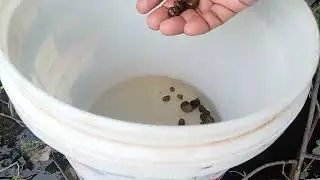 Collecting the snails to feed in the jar