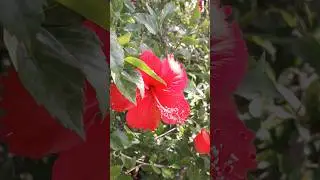 Rejuvenate your soul with the soothing power of natural flowers