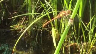 Gro&szlig;e Heidelibelle - Sympetrum striolatum