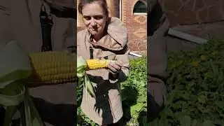 пробуем сырую 🌽