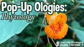 Pop-Up Ologies: Phytology