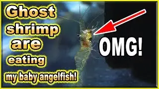 Ghost shrimp are eating my baby angelfish ALIVE!