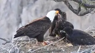 Smith Rock Eagles- 2024