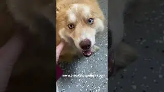 Beautiful Red Pomsky #pomsky #female #cutenessoverload
