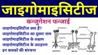 जाइगोमाइसिटीज | zygomycetes | Conjugation Fungi | phycomycetes in hindi | lower fungi or algal fungi