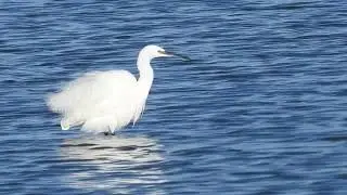 Un petit Héron blanc : l'Aigrette garzette. A small white heron: the Little Egret.
