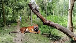 tiger attack in jungle, royal Bengal Tiger| tiger attack movie 😱