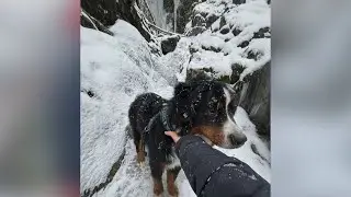 Missing dog recovered in Girdwood ravine after almost 2 weeks